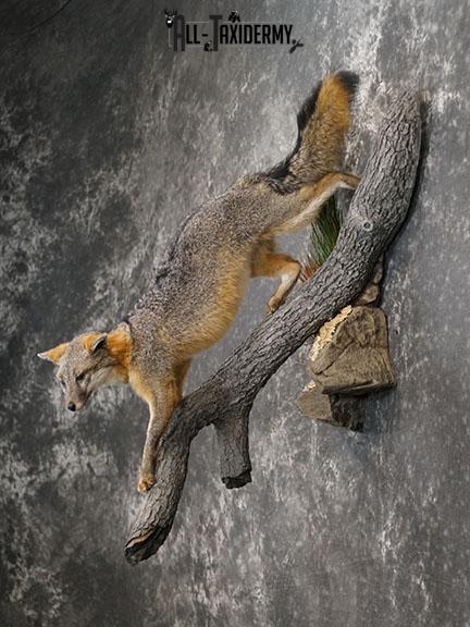 Full body grey fox taxidermy mount SKU 2275 - Image 7