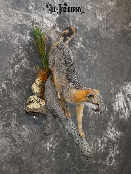 Full body grey fox taxidermy mount SKU 2275 - Image 6