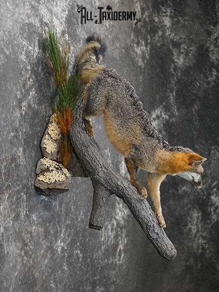 Full body grey fox taxidermy mount SKU 2275 - Image 5