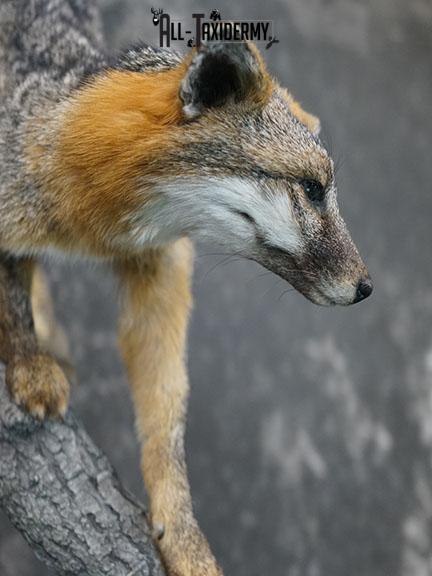 Full body grey fox taxidermy mount SKU 2275 - Image 4