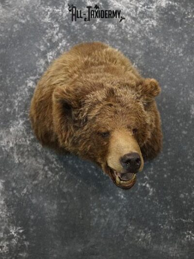Full Body Grizzly Bear Taxidermy Mount SKU 2647 - All Taxidermy