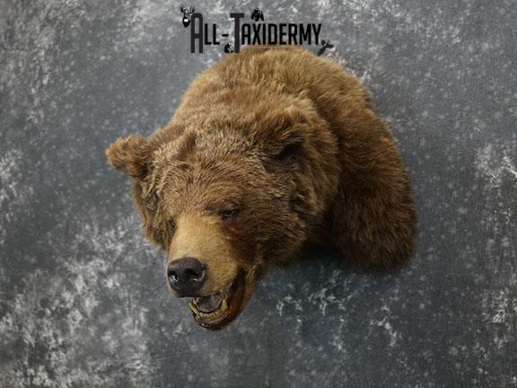 Grizzly Bear Taxidermy Shoulder Mount SKU 2276 - Image 2