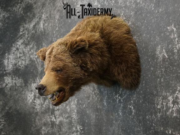 Grizzly Bear Taxidermy Shoulder Mount SKU 2276 - Image 7