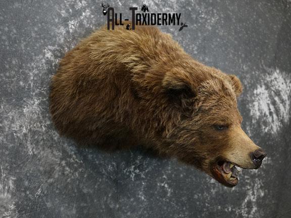 Grizzly Bear Taxidermy Shoulder Mount SKU 2276 - Image 6