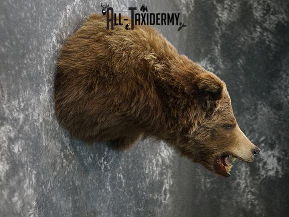 Grizzly Bear Taxidermy Shoulder Mount SKU 2276 - Image 5