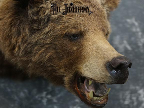 Grizzly Bear Taxidermy Shoulder Mount SKU 2276 - Image 4