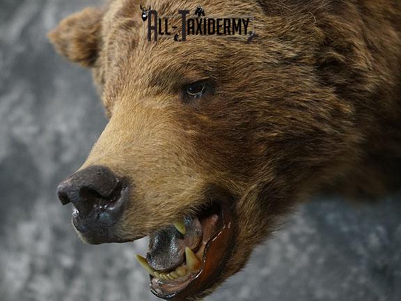Grizzly Bear Taxidermy Shoulder Mount SKU 2276 - Image 3