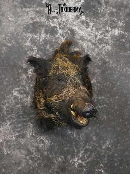 Russian Boar Taxidermy Shoulder Mount SKU 2279