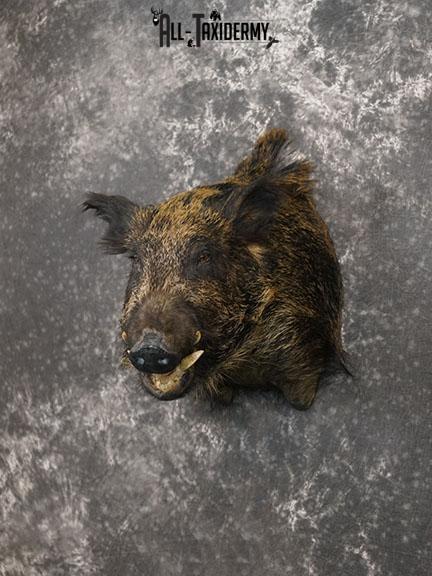 Russian Boar Taxidermy Shoulder Mount SKU 2279 - Image 2