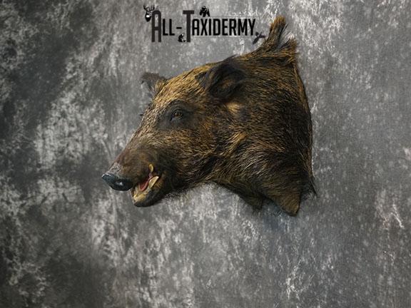 Russian Boar Taxidermy Shoulder Mount SKU 2279 - Image 5