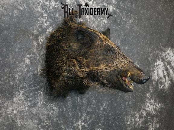 Russian Boar Taxidermy Shoulder Mount SKU 2279 - Image 4