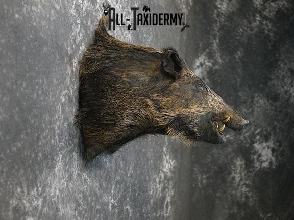 Russian Boar Taxidermy Shoulder Mount SKU 2279 - Image 3