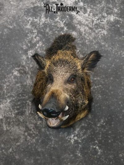 Russian Boar Taxidermy shoulder mount SKU 2274