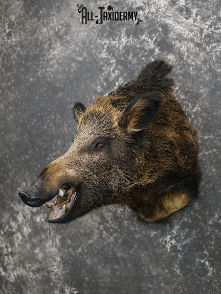Russian Boar Taxidermy shoulder mount SKU 2274 - Image 2