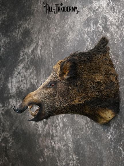 Russian Boar Taxidermy shoulder mount SKU 2274 - Image 7