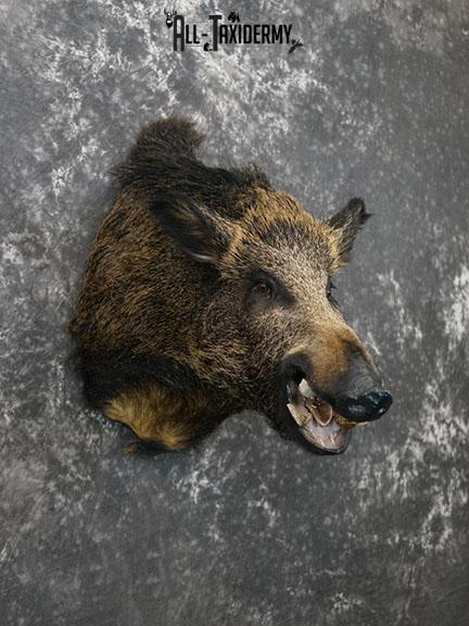 Russian Boar Taxidermy shoulder mount SKU 2274 - Image 6