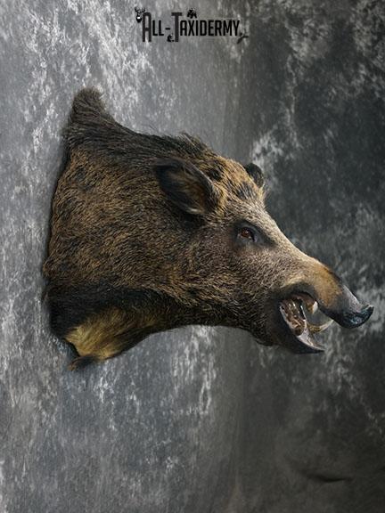 Russian Boar Taxidermy shoulder mount SKU 2274 - Image 5