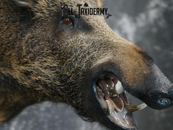Russian Boar Taxidermy shoulder mount SKU 2274 - Image 4
