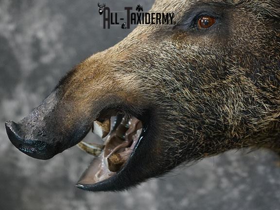 Russian Boar Taxidermy shoulder mount SKU 2274 - Image 3