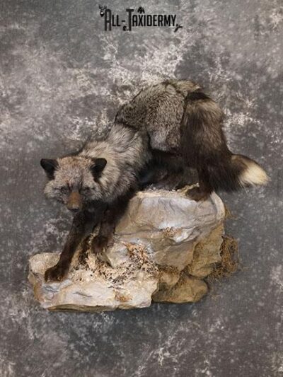 Silver fox taxidermy mount SKU 2266