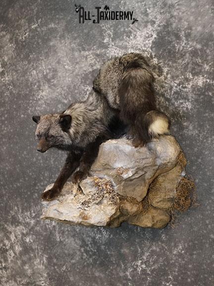 Silver fox taxidermy mount SKU 2266 - Image 2