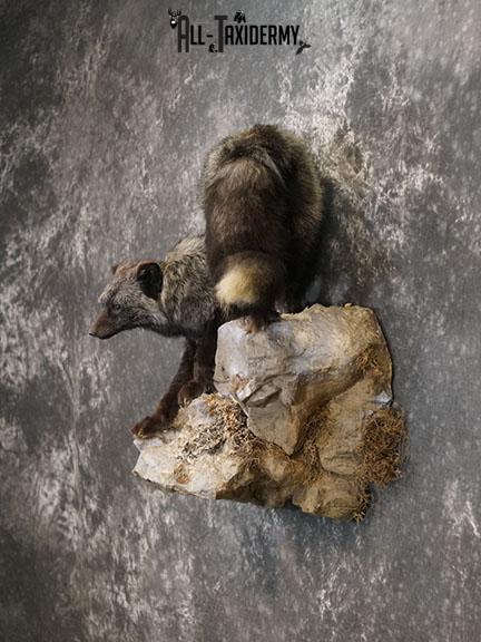 Silver fox taxidermy mount SKU 2266 - Image 7