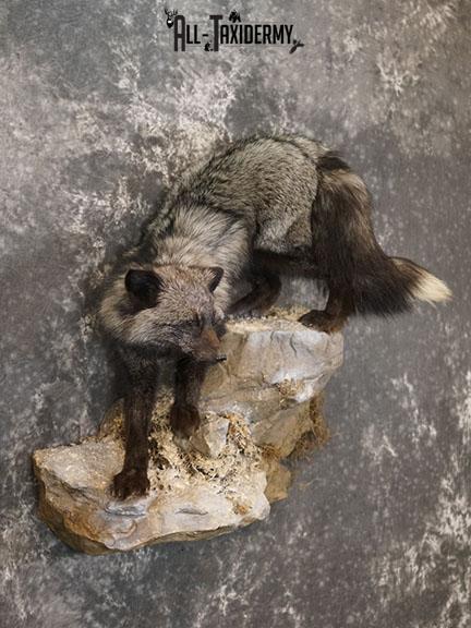 Silver fox taxidermy mount SKU 2266 - Image 6