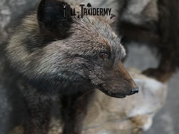 Silver fox taxidermy mount SKU 2266 - Image 4