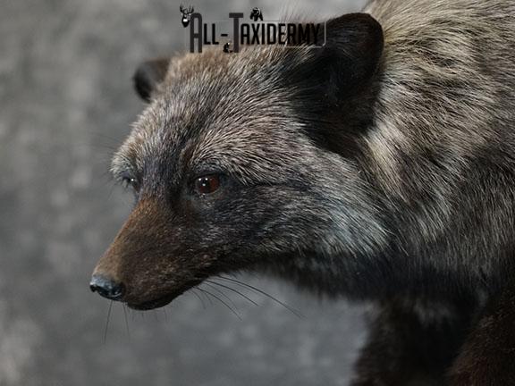 Silver fox taxidermy mount SKU 2266 - Image 3