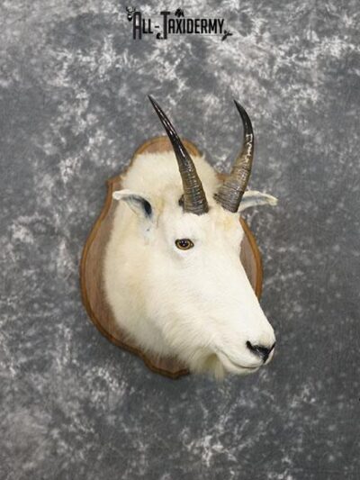 Mountain Goat taxidermy shoulder mount SKU 2265