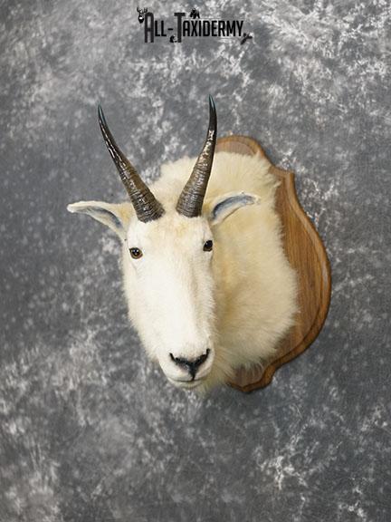 Mountain Goat taxidermy shoulder mount SKU 2265 - Image 2