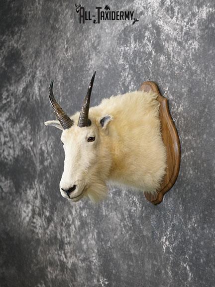 Mountain Goat taxidermy shoulder mount SKU 2265 - Image 5