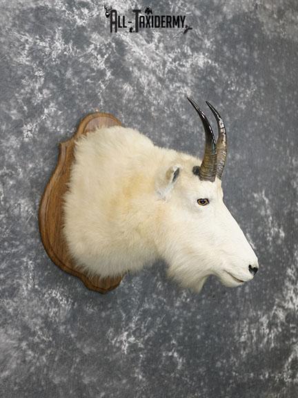 Mountain Goat taxidermy shoulder mount SKU 2265 - Image 4