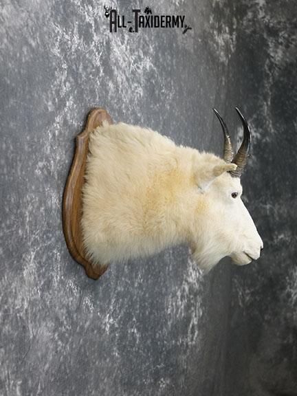 Mountain Goat taxidermy shoulder mount SKU 2265 - Image 3
