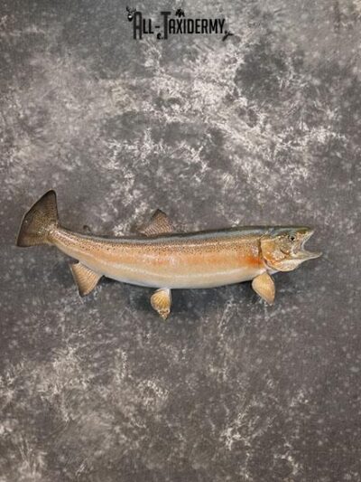 Rainbow Trout taxidermy mount SKU 2262