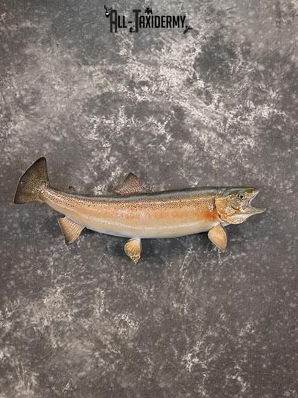 Rainbow Trout taxidermy mount SKU 2262