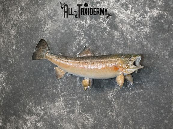 Rainbow Trout taxidermy mount SKU 2262 - Image 2
