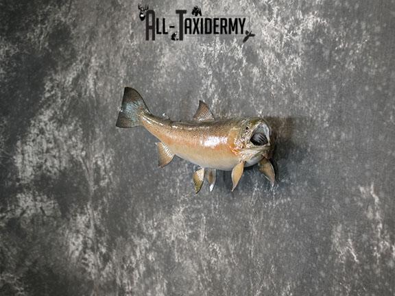 Rainbow Trout taxidermy mount SKU 2262 - Image 5