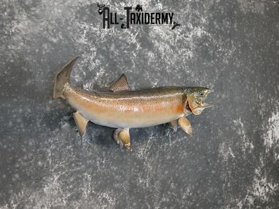 Rainbow Trout taxidermy mount SKU 2262 - Image 4