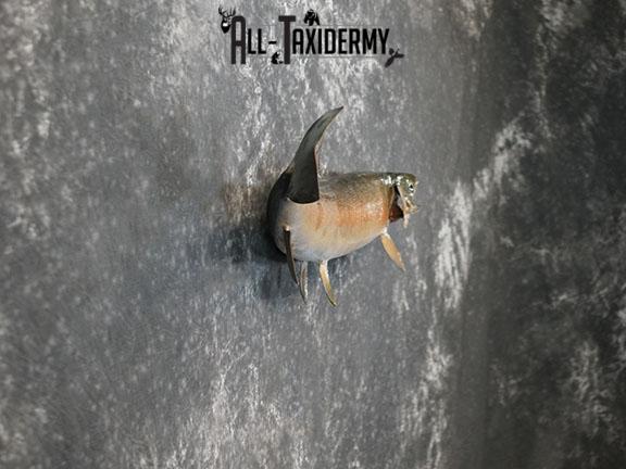 Rainbow Trout taxidermy mount SKU 2262 - Image 3