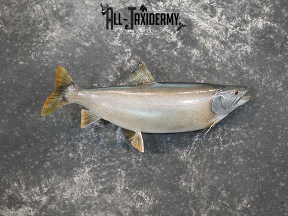Lake Trout taxidermy mount SKU 2261 - Image 2