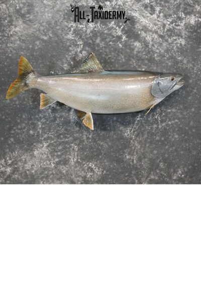 Lake Trout taxidermy mount SKU 2261