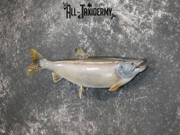 Lake Trout taxidermy mount SKU 2261 - Image 9