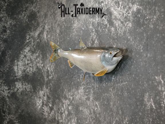 Lake Trout taxidermy mount SKU 2261 - Image 7