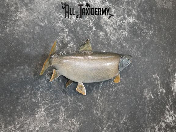 Lake Trout taxidermy mount SKU 2261 - Image 6