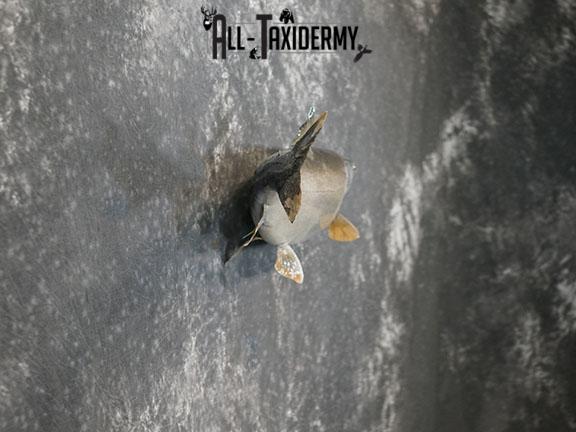 Lake Trout taxidermy mount SKU 2261 - Image 5