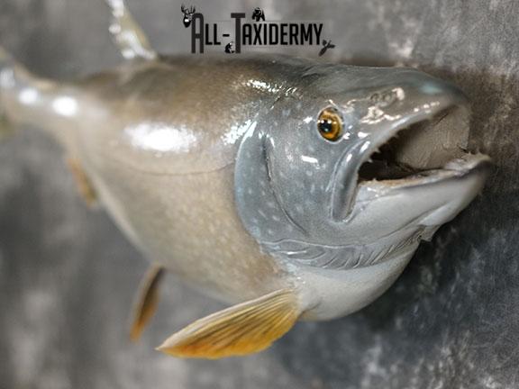 Lake Trout taxidermy mount SKU 2261 - Image 4