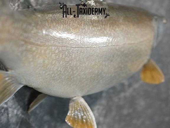 Lake Trout taxidermy mount SKU 2261 - Image 3