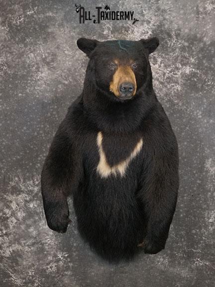 XXL Half body Black bear taxidermy mount SKU 2270