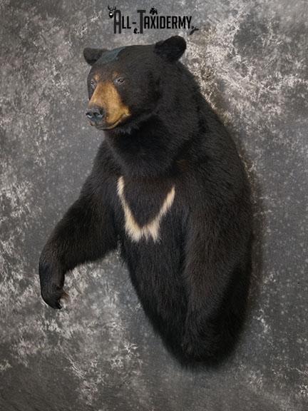 XXL Half body Black bear taxidermy mount SKU 2270 - Image 2